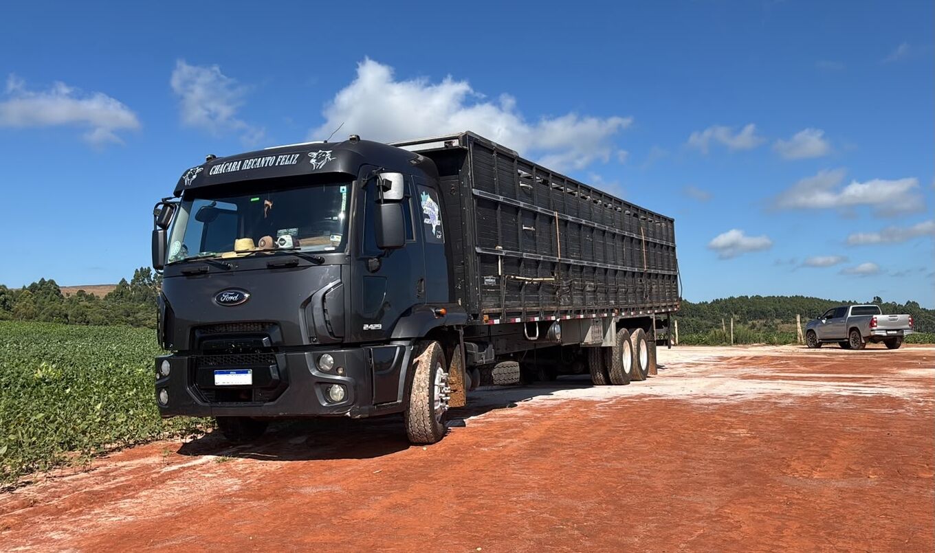 Caminhão boiadeiro da JCM ao lado de bois nelore em pasto ao pôr do sol, transporte de gado vivo